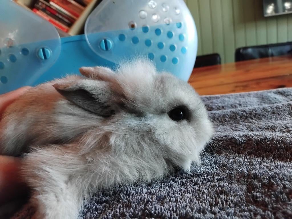 Jonge konijnen mix hangoor, Dieren en Toebehoren, Meerdere dieren