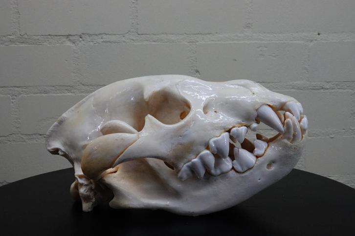 schedel hyena skull, Verzamelen, Dierenverzamelingen, Zo goed als nieuw, Gewei of Kop, Hert, Ophalen