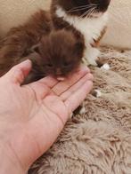 Prachtige Ragdoll kittens in unieke kleuren, Dieren en Toebehoren, Katten en Kittens | Raskatten | Langhaar, Meerdere dieren, Ontwormd