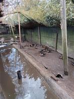 T.k. manderijn en carolien eenden 0657246852., Meerdere dieren, Eend