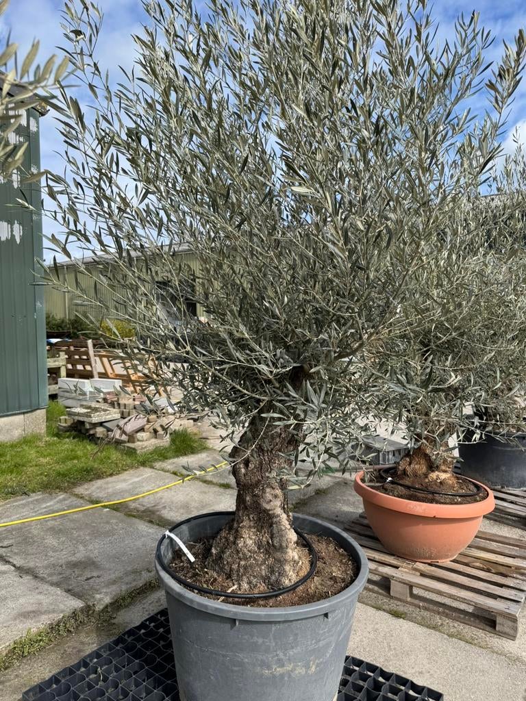 Olijfboom Olea europea Bonsai, Volle zon, Bloeit niet, Ophalen of Verzenden, 100 tot 250 cm