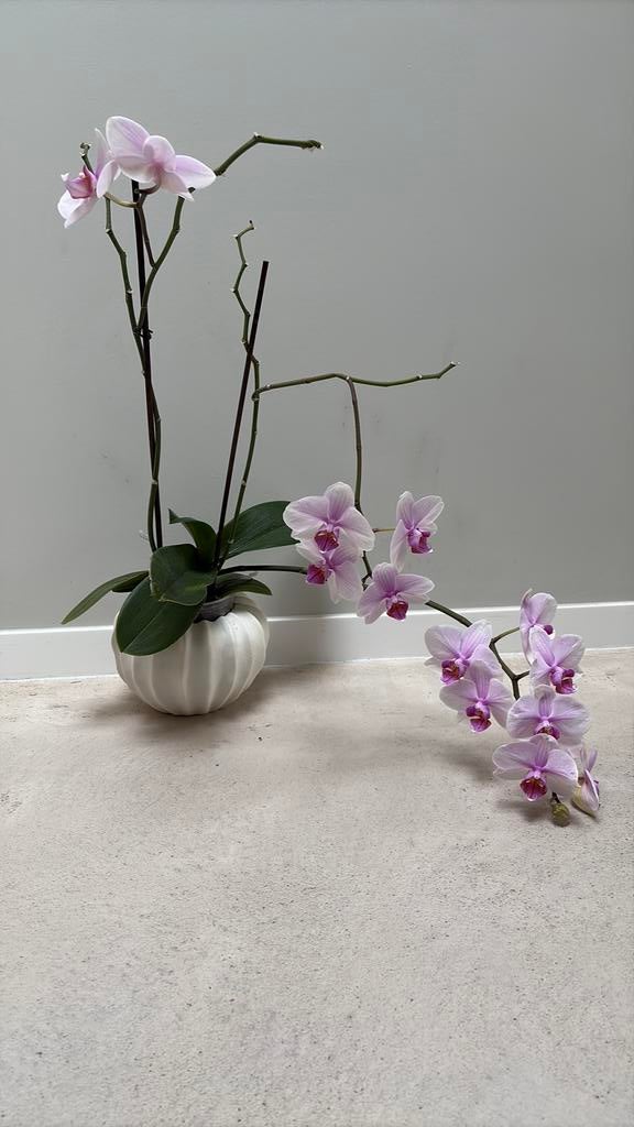 Orchidee roze, Ophalen