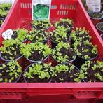 Kraampje in de voortuin met moestuin planten te koop, Tuin en Terras, Ophalen, Volle zon, Groenteplanten, Eenjarig