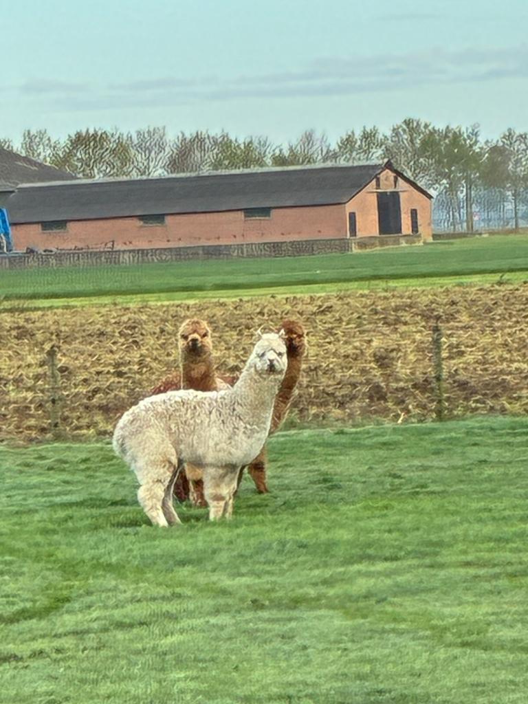 Alpaca hengstje, Dieren en Toebehoren, Overige Dieren, Juni, Mannelijk