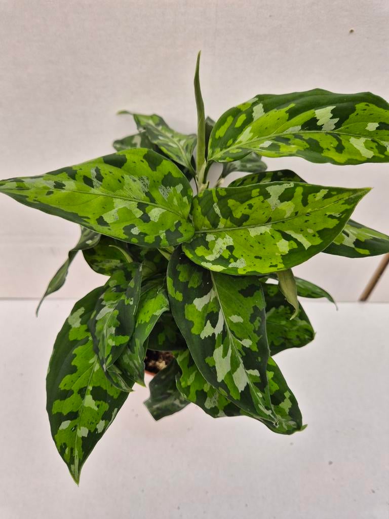 Aglaonema Pictum Tricolor p12 (8)