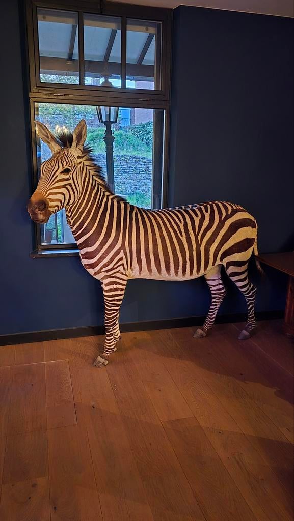 Unieke opgezette zebra in zeer mooie staat, Verzamelen, Dierenverzamelingen, Ophalen, Zo goed als nieuw, Wild dier, Opgezet dier