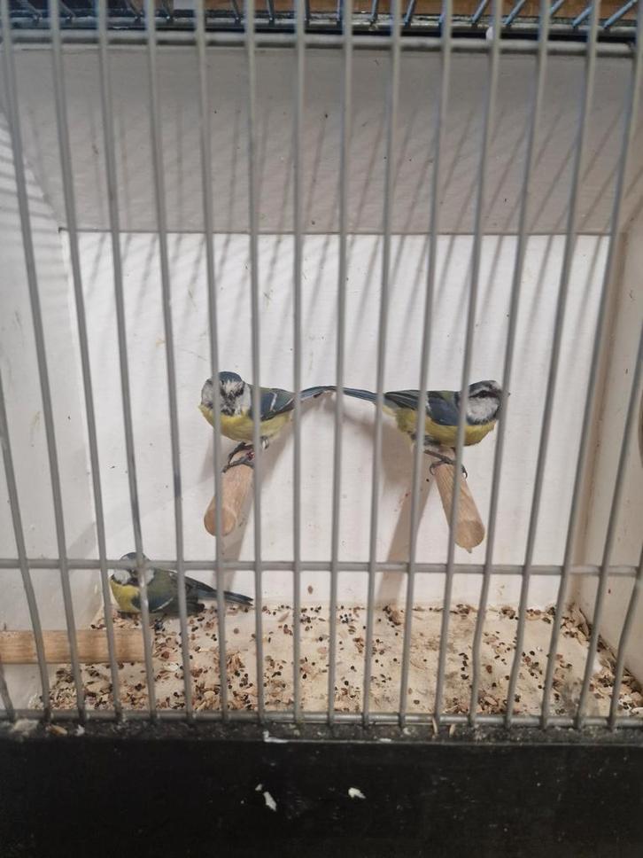 Pimpelmezen, Dieren en Toebehoren, Vogels | Overige Vogels, Wildzangvogel, Meerdere dieren, Geringd