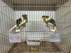 Postuurkanaries, Dieren en Toebehoren, Vogels | Overige Vogels, Meerdere dieren