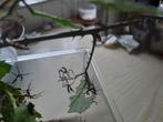 australische wandelende takken PSG 9, Dieren en Toebehoren, Insecten en Spinnen, Wandelende tak