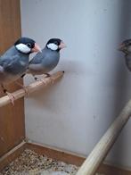 Rijstvogels., Meerdere dieren, Geringd