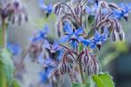 Borage Zaden (30 zaden) – Prachtige Blauwbloeiende Tuinheld, Verzenden, Voorjaar, Volle zon, Zaad