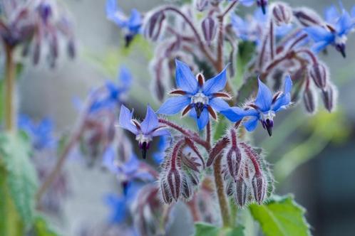 Borage Zaden (30 zaden) – Prachtige Blauwbloeiende Tuinheld, Tuin en Terras, Bloembollen en Zaden, Zaad, Voorjaar, Volle zon, Verzenden