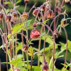 Knikkend nagelkruid (Geum rivale), stekje, Vaste plant, Halfschaduw, Zomer, Ophalen