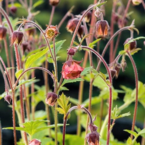 Knikkend nagelkruid (Geum rivale), stekje, Tuin en Terras, Planten | Tuinplanten, Vaste plant, Overige soorten, Halfschaduw, Zomer