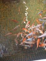 Japanse kou, Dieren en Toebehoren, Vissen | Vijvervissen, Karper of Koi