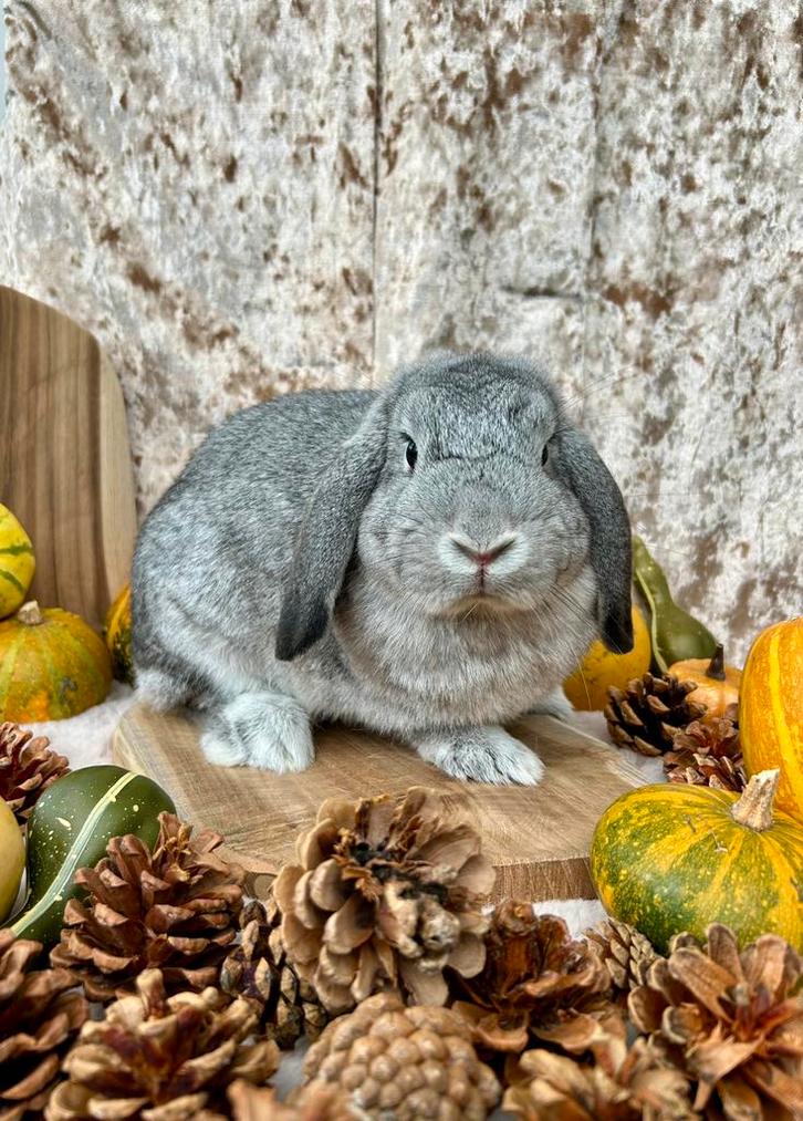 Koppel konijnen, Dieren en Toebehoren, Konijnen, Meerdere dieren, Hangoor
