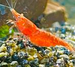 Neocaridina Red Fire garnalen / Rode garnalen, Kreeft, Krab of Garnaal, Zoetwatervis, Schoolvis