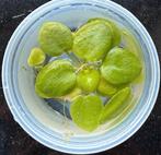 Amazone kikkerbeet (Limnobium laevigatum), Ophalen of Verzenden, Nieuw, Plant(en), Steen of Hout