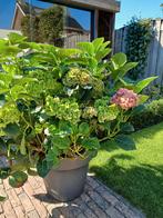 Prachtig  mooie hortensia groen roze wit incl.grijze pot, Ophalen, Zo goed als nieuw, Rond, Kunststof
