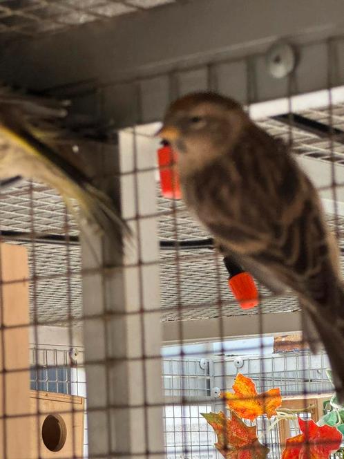 3 barmsijzen, Dieren en Toebehoren, Vogels | Overige Vogels, Tropenvogel, Meerdere dieren, Geringd