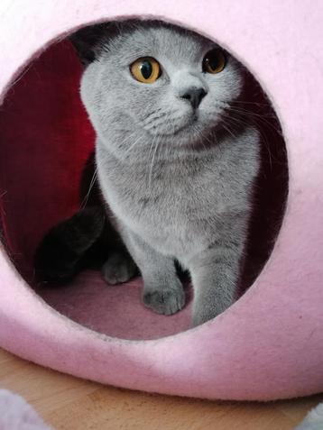  Nestaankondiging. Britse korthaar kittens. Vader Kampioen.  beschikbaar voor biedingen