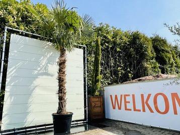 Palmboom - Trachycarpus Fortunei - stamhoogte 180 - 200 cm beschikbaar voor biedingen