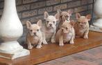 Unieke franse bulldog pups isabella,platinum,blue MOGEN MEE, CDV (hondenziekte), Meerdere, Bulldog, 8 tot 15 weken