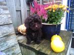 mini labradoodle, Dieren en Toebehoren, Rabiës (hondsdolheid), Overige rassen, 8 tot 15 weken, Meerdere