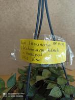 Hoya lacunosa krohaniana black in hangpot nummer H277, Overige soorten, Minder dan 100 cm, Ophalen of Verzenden, Halfschaduw