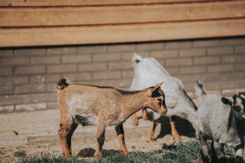 Super mooie bruin/hermelijn bokje tekoop, Dieren en Toebehoren, Schapen, Geiten en Varkens, Geit, Mannelijk, 0 tot 2 jaar