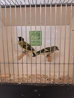 Bewezen kweekkoppel zwartkopsijsjes, Dieren en Toebehoren, Vogels | Overige Vogels, Meerdere dieren, Geringd