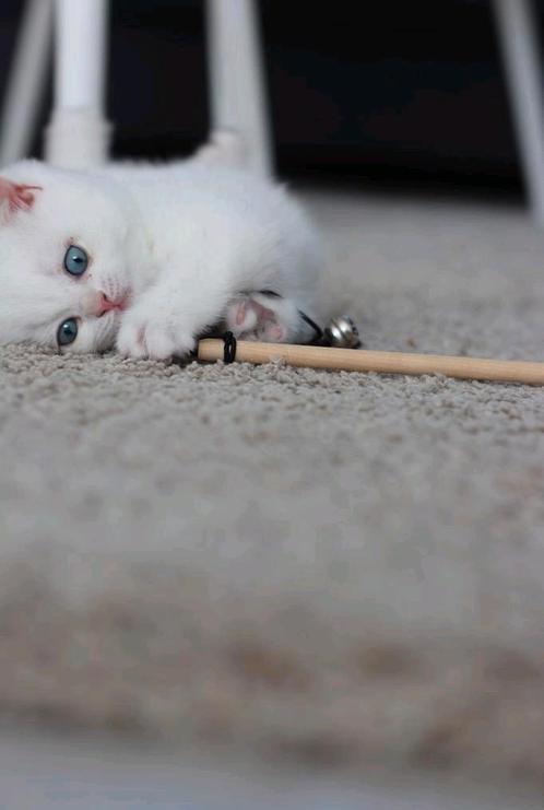 Britse korthaar kittens, Dieren en Toebehoren, Katten en Kittens | Raskatten | Korthaar