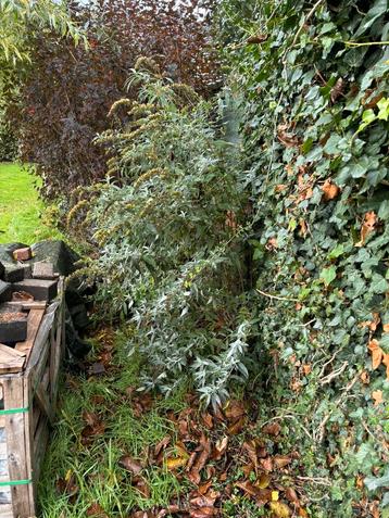 10 mooie vlinderstruiken beschikbaar voor biedingen