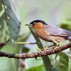 GEZOCHT PAGODE SPREEUWEN, Dieren en Toebehoren, Vogels | Overige Vogels, Meerdere dieren, Tropenvogel, Geringd