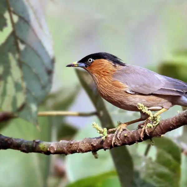GEZOCHT PAGODE SPREEUWEN, Dieren en Toebehoren, Vogels | Overige Vogels, Tropenvogel, Meerdere dieren, Geringd