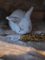 Lieve baby konijntjes 4 weken oud, Dieren en Toebehoren, Konijnen, Geslacht onbekend, Klein, Hangoor, 0 tot 2 jaar