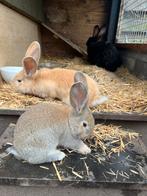 Vlaamse reuzen te koop, Dieren en Toebehoren, Konijnen, Meerdere dieren, Groot