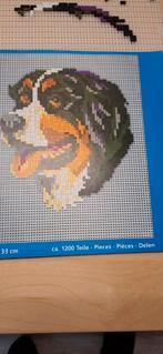 Ministek berner sennenhond, Ophalen of Verzenden