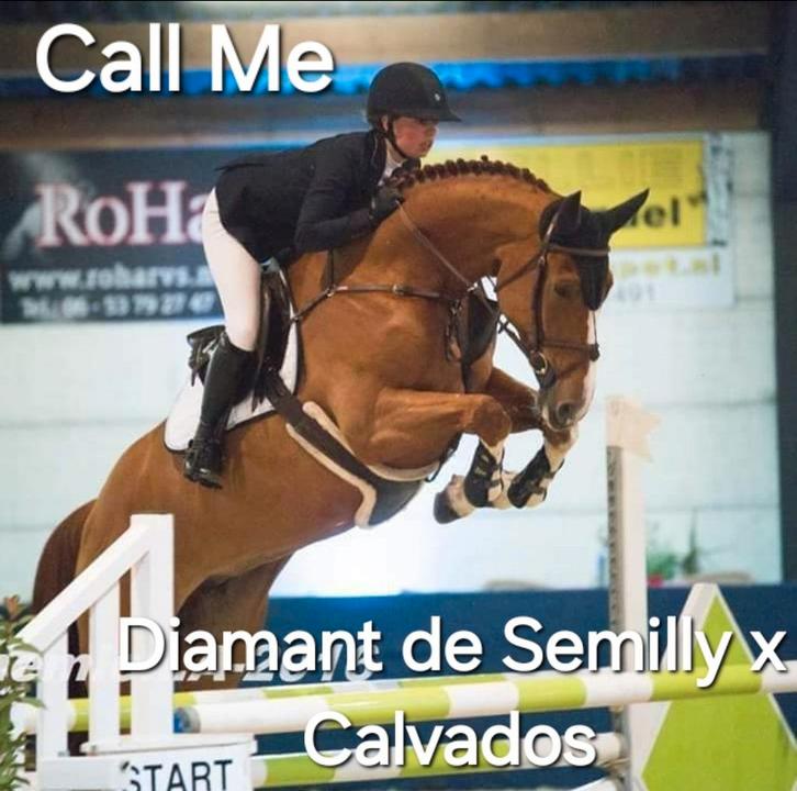 Comme il faut x Diamant de Semilly x Calvados, Dieren en Toebehoren, Paarden, Hengst, 0 tot 2 jaar