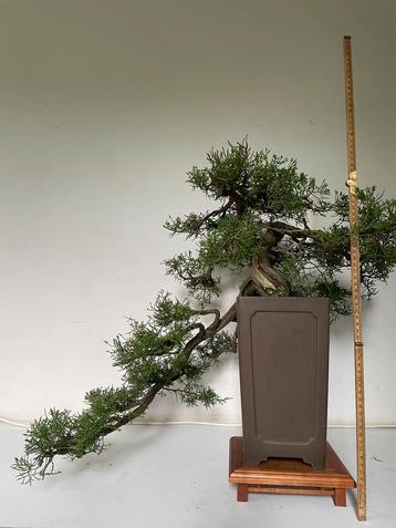 UITVERKOOP bonsai SALE collectie oa deze Juniperus cascade beschikbaar voor biedingen