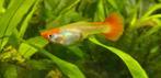 Baby koi-endler guppy's mix, Vis, Zoetwatervis, Schoolvis