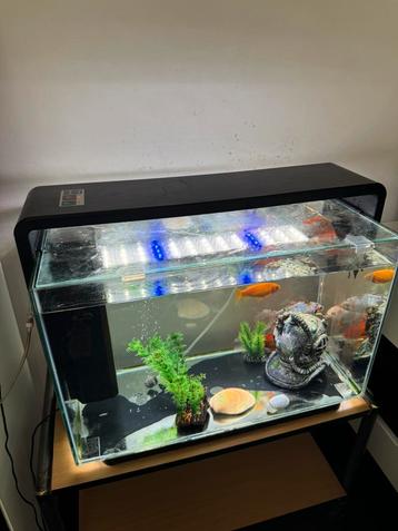 Mooi aquarium (met vissen en accessoires) te koop beschikbaar voor biedingen