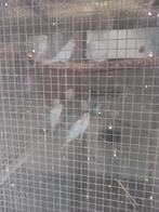 Grasparkieten, Meerdere dieren, Parkiet, Tam