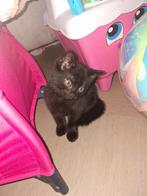 Twee kittens- kruising., Kater, Kortharig, 0 tot 2 jaar