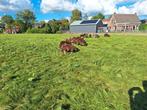 Bonte ooilammeren, Dieren en Toebehoren, Schapen, Geiten en Varkens