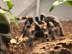 Brachypelma Hamorii vrouw, Overige soorten