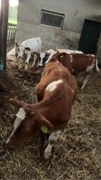 4 pinken BB, MRY, Dieren en Toebehoren, Runderen, Mannelijk, 0 tot 2 jaar