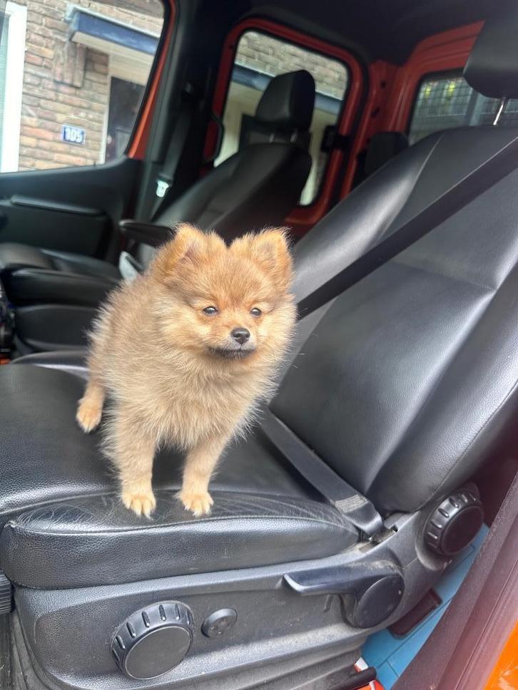 Raszuivere mini pomeriaan pup, Dieren en Toebehoren, Honden | Chihuahua's en Gezelschapshonden, Teef, Chihuahua, Particulier, Eén hond