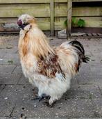 Mooie zijdehoen haan van vorige lente, Dieren en Toebehoren, Mannelijk, Kip