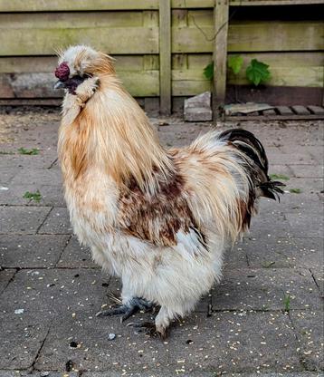 Mooie zijdehoen haan van vorige lente beschikbaar voor biedingen